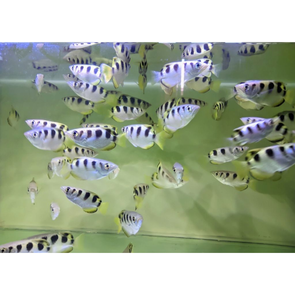 Archer Fish size 6,7 cm sudah air tawar