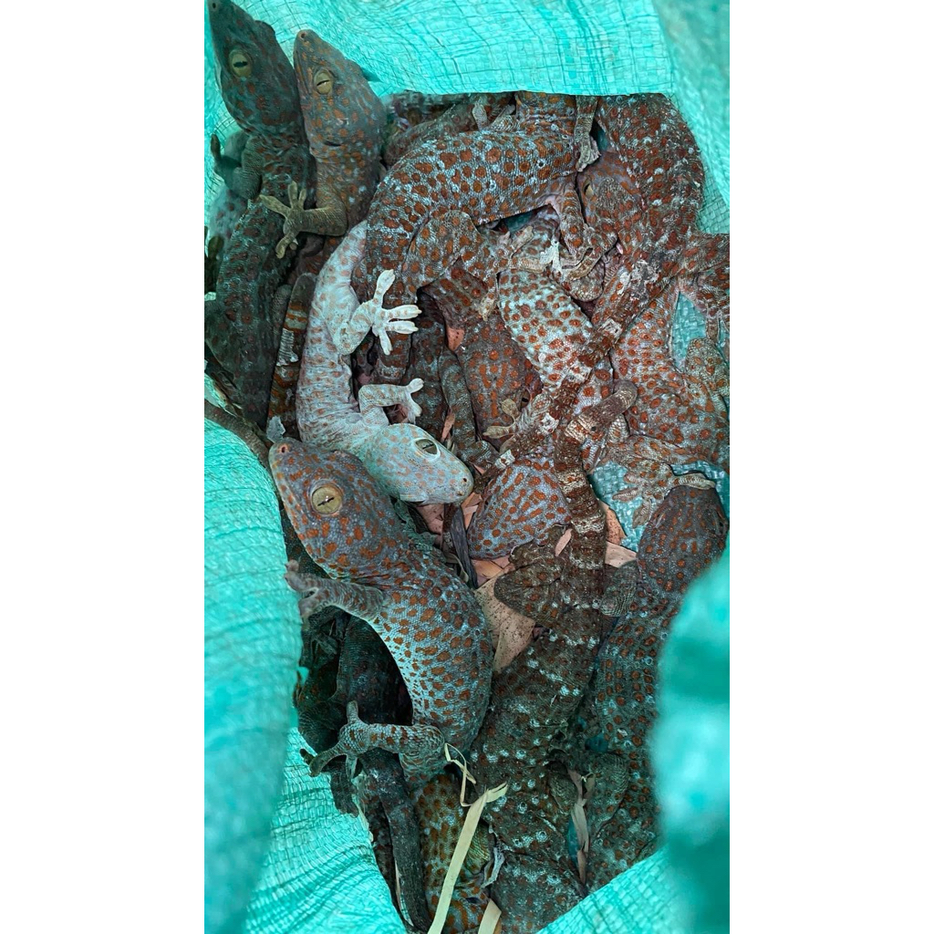 PROMO TERMURAH PAJANGAN DINDING GAMBAR TOKEK BESAR JUMBO