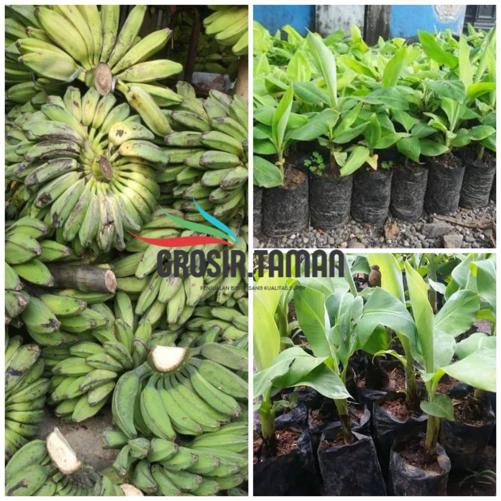 Bibit Anakan Pisang Kepok Jumbo Super Unggul Siap Taman