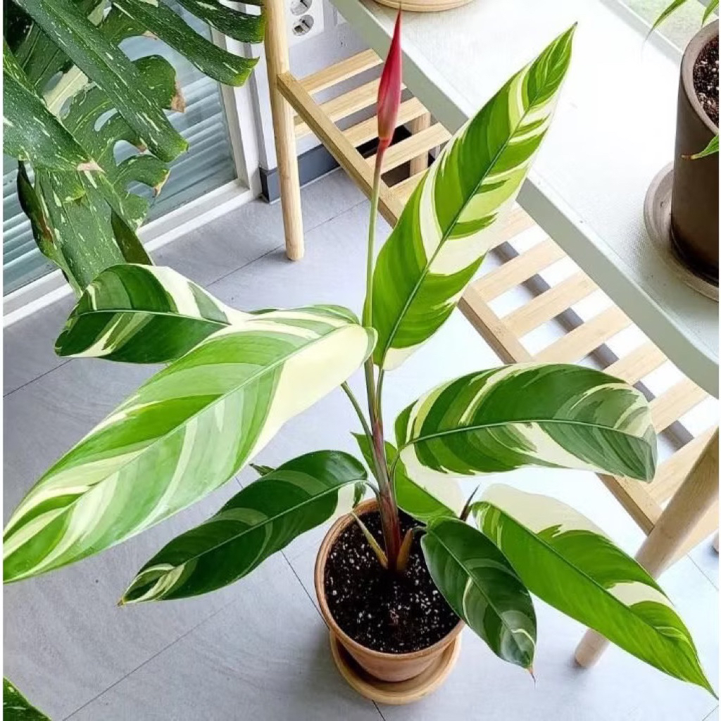 Tanaman pisang heliconia varieghata-pisang pisangan varigata  pisang varigata pohon pisang pisangan 