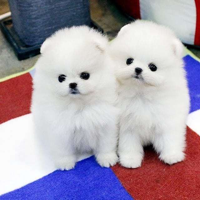 Anjing Super Mini Pom
