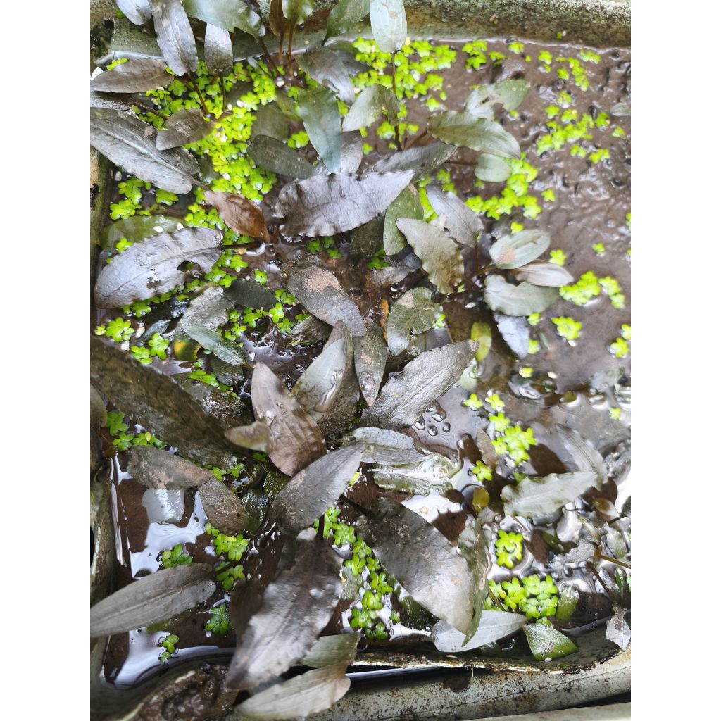 Cryptocoryne petchii pink emerseed