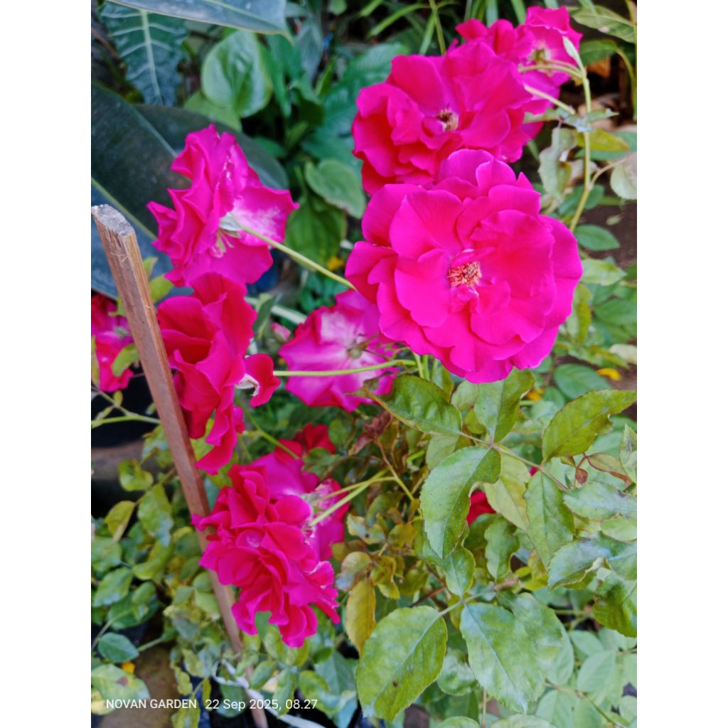 mawar kalimantan | mawar kalimantan berbunga | kondisi rimbun-rimbun | mawar kalimantan valid