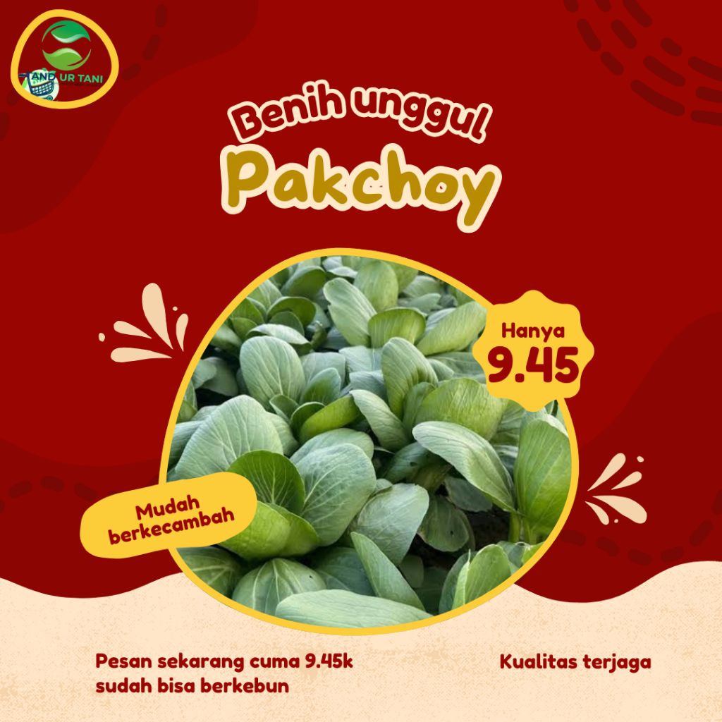(100Butir).Benih.Biji.pakcoy|pakcoy Baby|pakcoy.putih