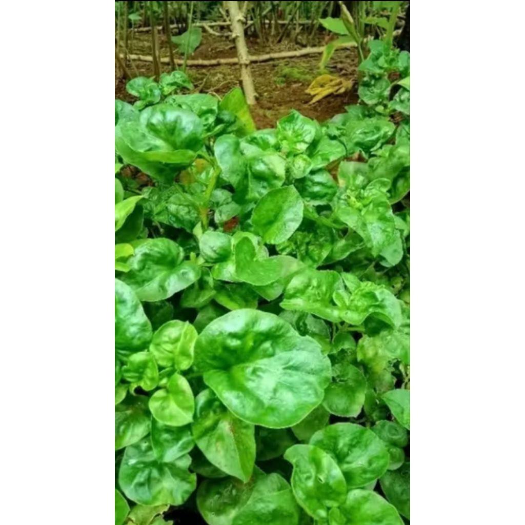 stek bayam Brazil super