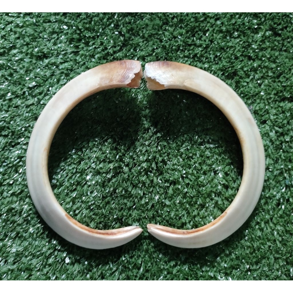 sepasang liontin taring babi C asli