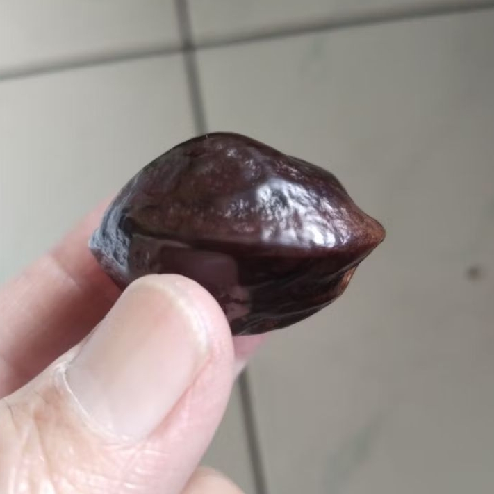 Kemiri Adu Muncang Adu Mantili Ori Hulbun