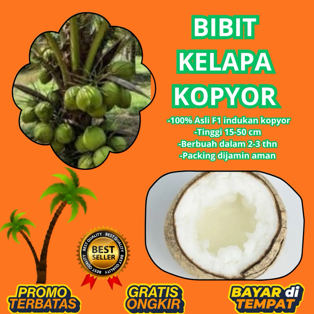 POHON PENDEK  Bibit Kelapa Kopyor Harga, Bibit Kelapa Kopyor Jelly, Bibit Kelapa Kopyor Jelly Thaila