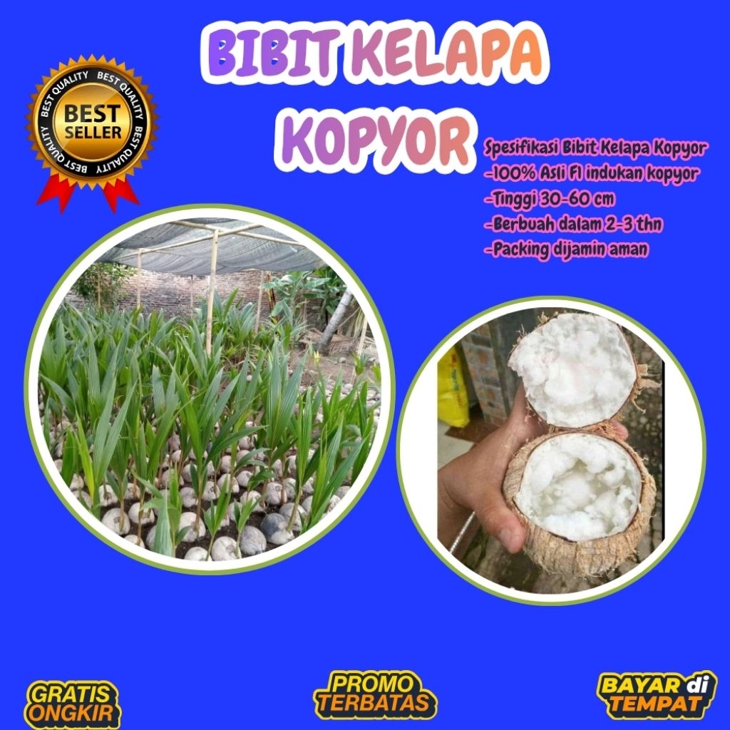 POHON PENDEK  Bibit Kelapa Kopyor Harga, Bibit Kelapa Kopyor Jelly, Bibit Kelapa Kopyor Jelly Thaila