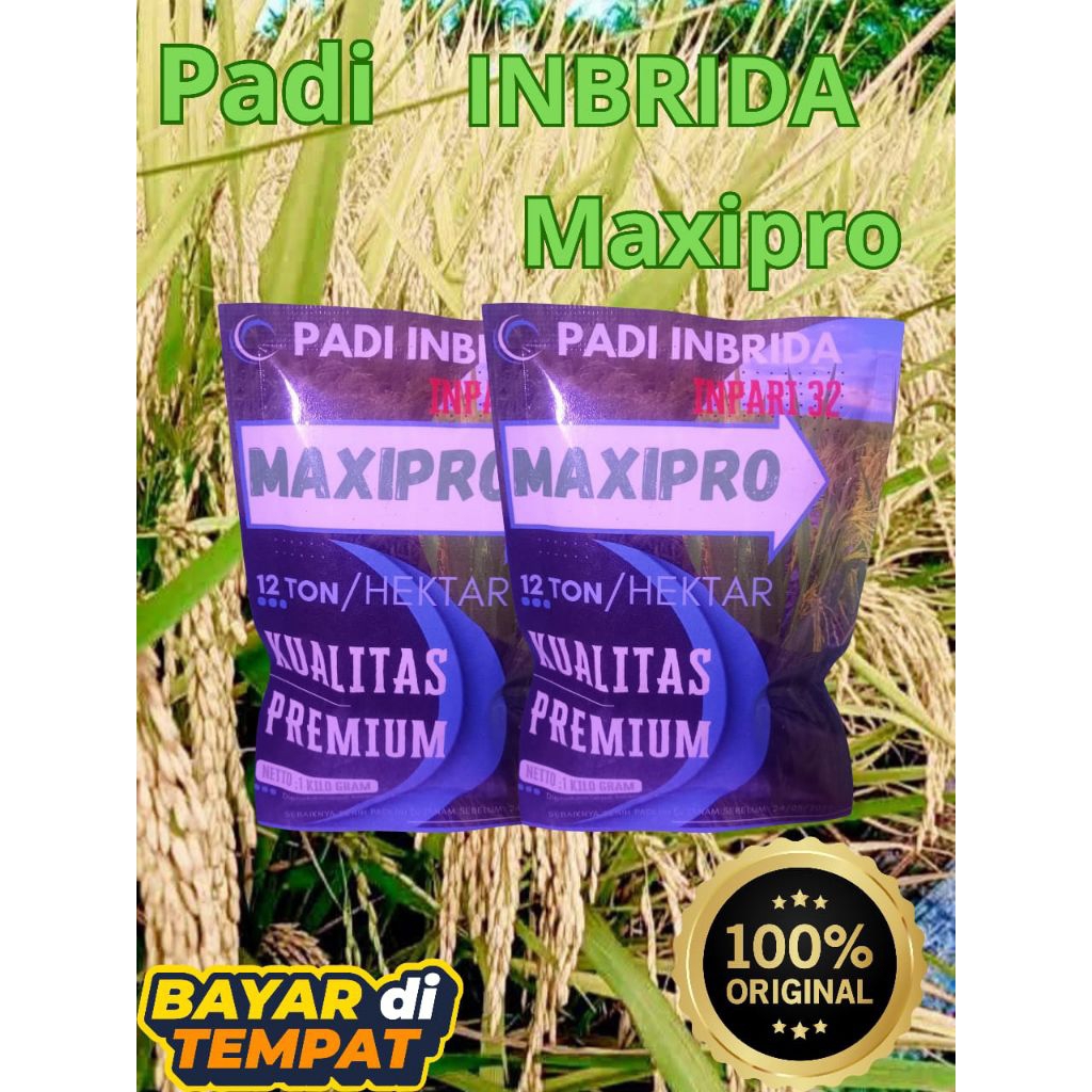 Benih padi Maxipro inpari 32 (1kg) padi unggul