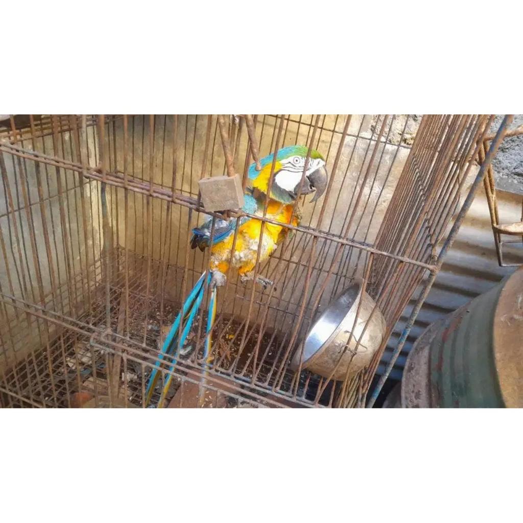 Burung BNG Macaw produksi