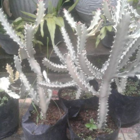 TANAMAN HIAS KAKTUS TULANG SILVER