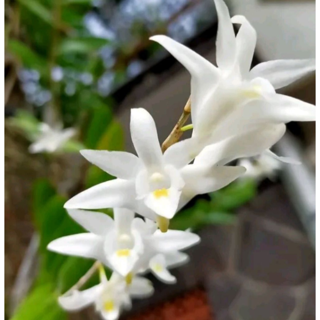 anggrek merpati dewasa siap berbunga 1 rumpun