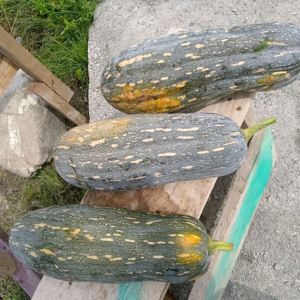 Labu kuning tua (panjang) jual 1 buah utuh