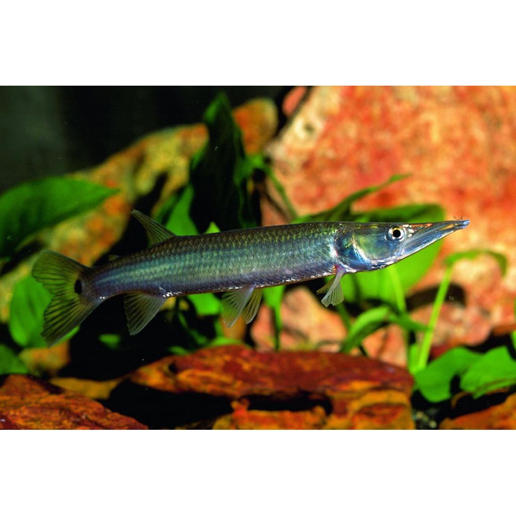 hiasan aquarium hujeta gar