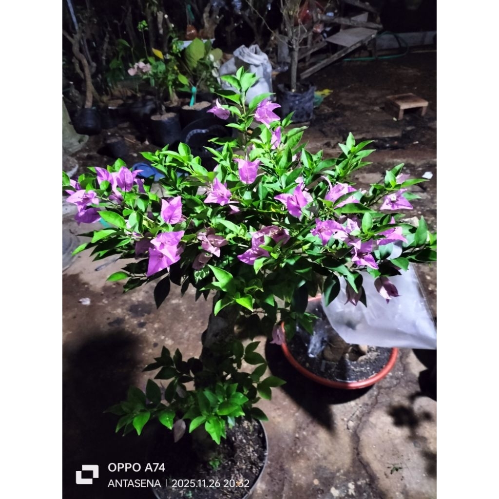 Bougenville Ungu Bangkok