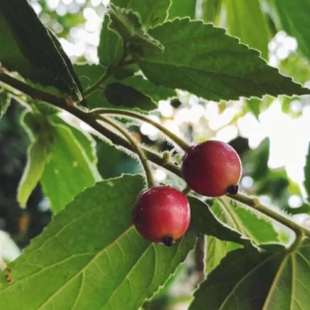 Buah ceri / kersen segar 50 biji