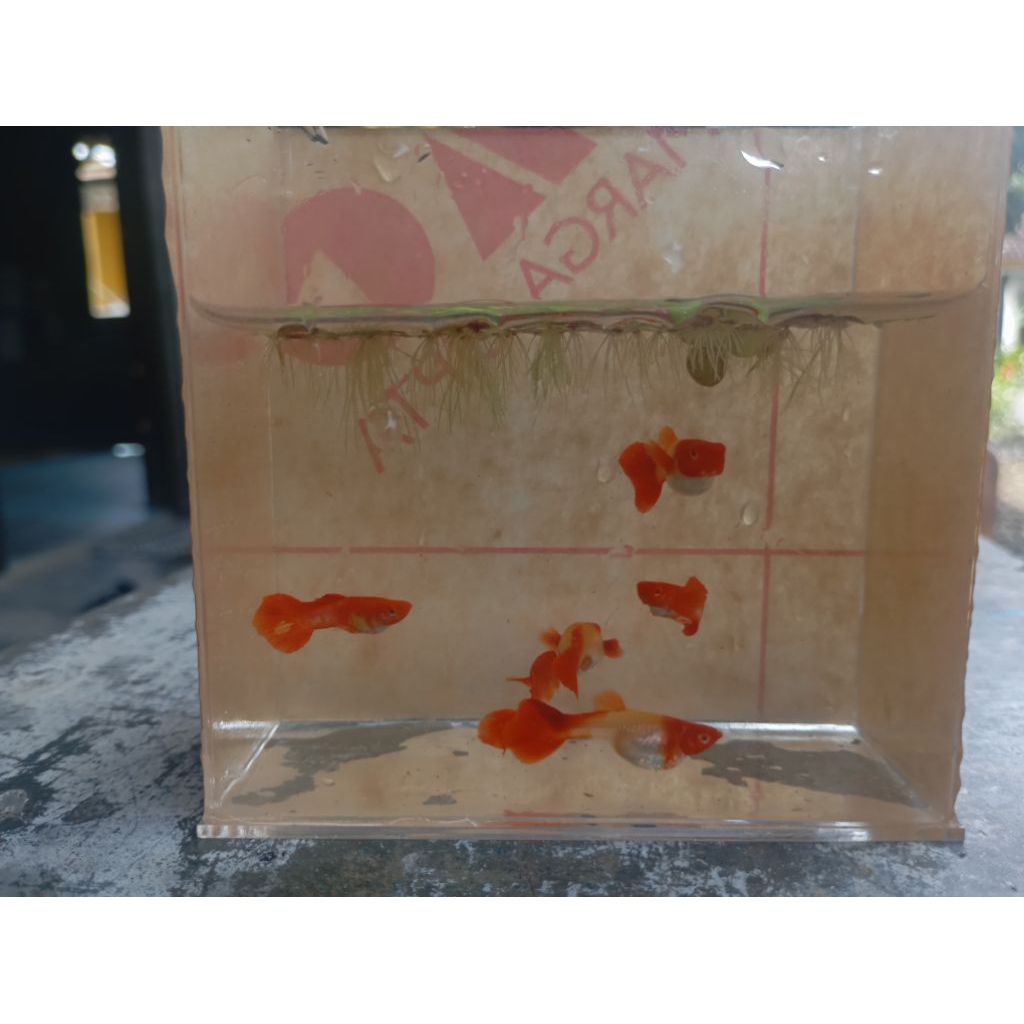 lukisan Albino koi