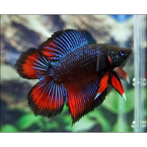 Cupang Double Tail Galaxy Red Blue – Sisik Berkilau & Fins Lebar