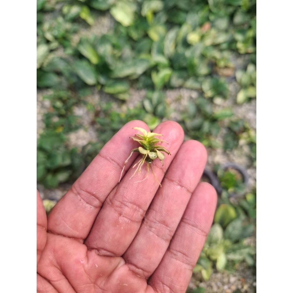 Anubias petite white