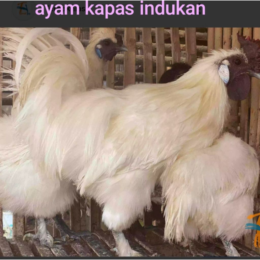 ayam kapas jantan/sepasang