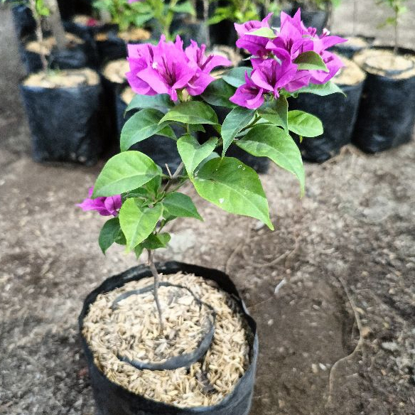 Bibit Bunga Bugenvil Bougenville Ekor Musang Ungu ORIAN Rimbun