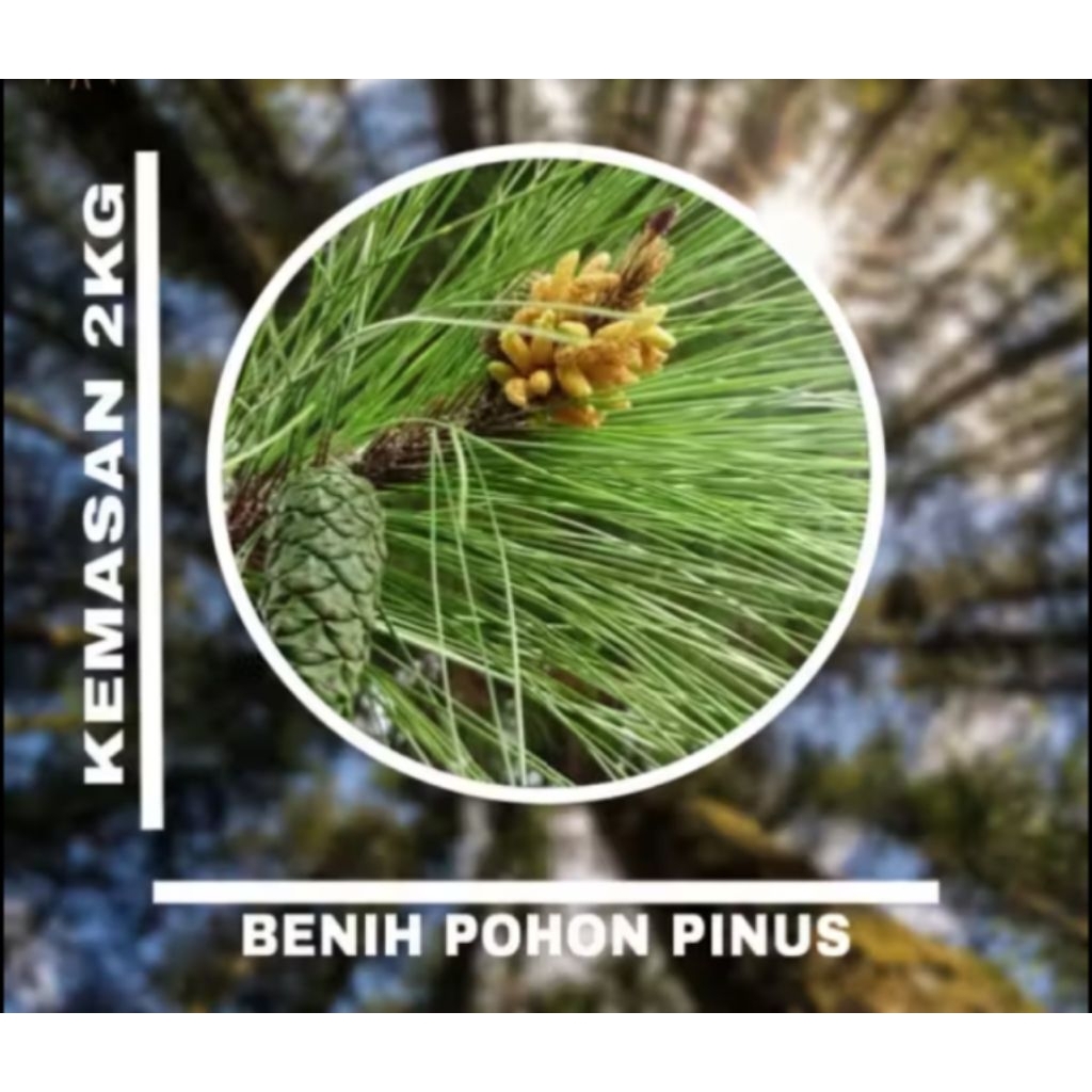 Benih biji pohon pinus merkusii 2kg siap semai | biji tanaman pinus merkusii 2kg