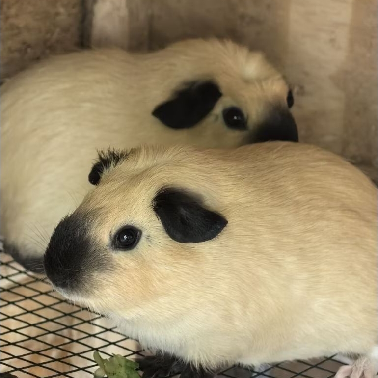 1 Pasang Marmut California Brown | Marmut Hias California Coklat | Marmut California | Marmut Hias