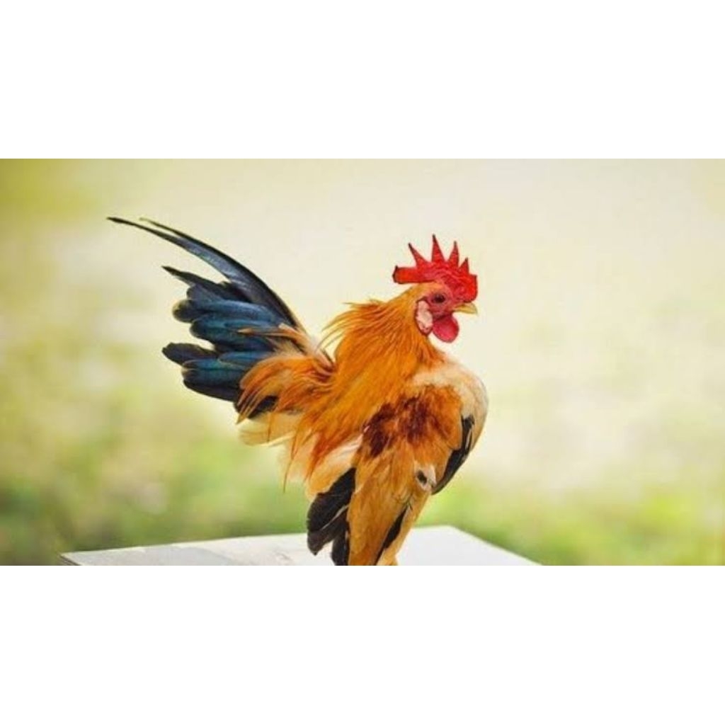 telur fertil ayam kate siap tetas