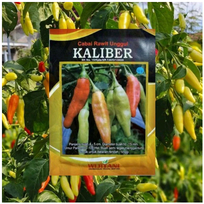 Benih Cabe Rawit Kaliber F1- Repack dan Original - Bibit Unggul Terjamin