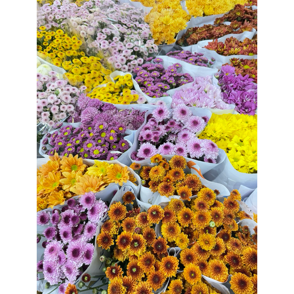 Bunga Aster Ungu Segar