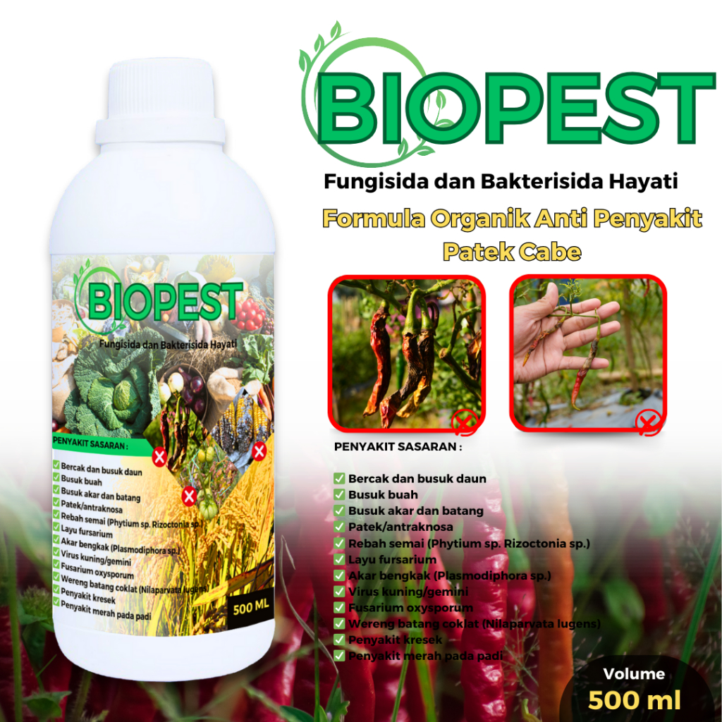 BIOPEST fungisida hayati atasi  penyakit patek tanaman cabai
