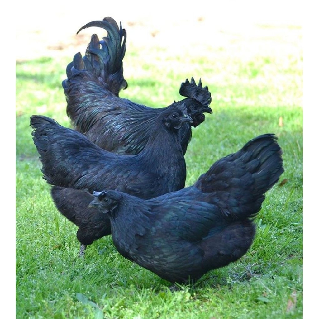 Ayam cemani dewasa jantan dan betina
