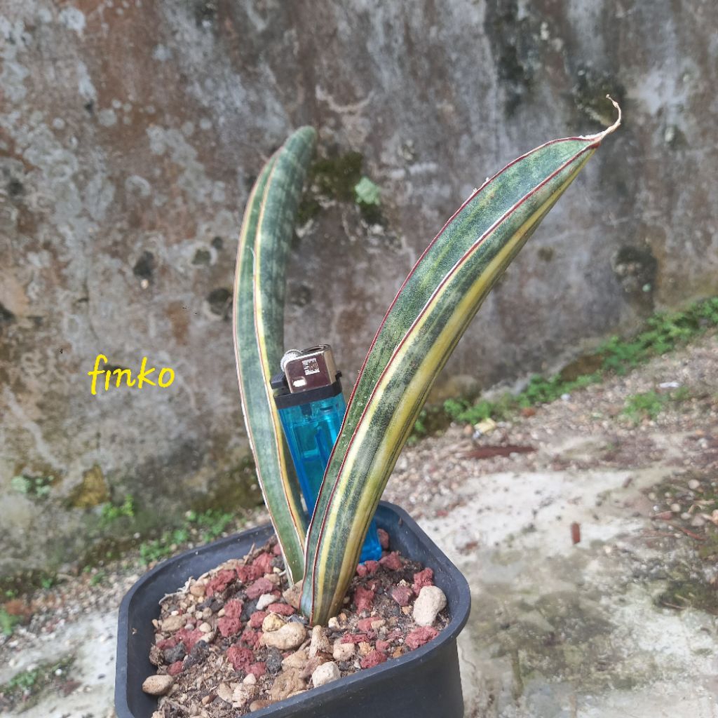 sansevieria hallii baseball bat variegata