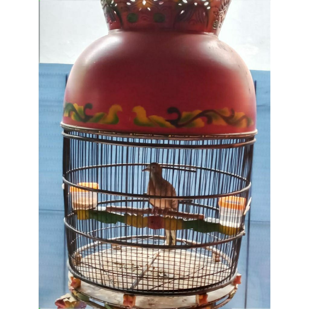 Perkutut Bangkok Jantan sudah gacor, kelas terasan