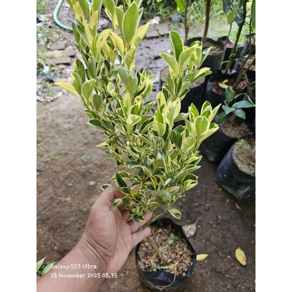 Bibit jeruk kasturi/kolomonde varigata terlaris