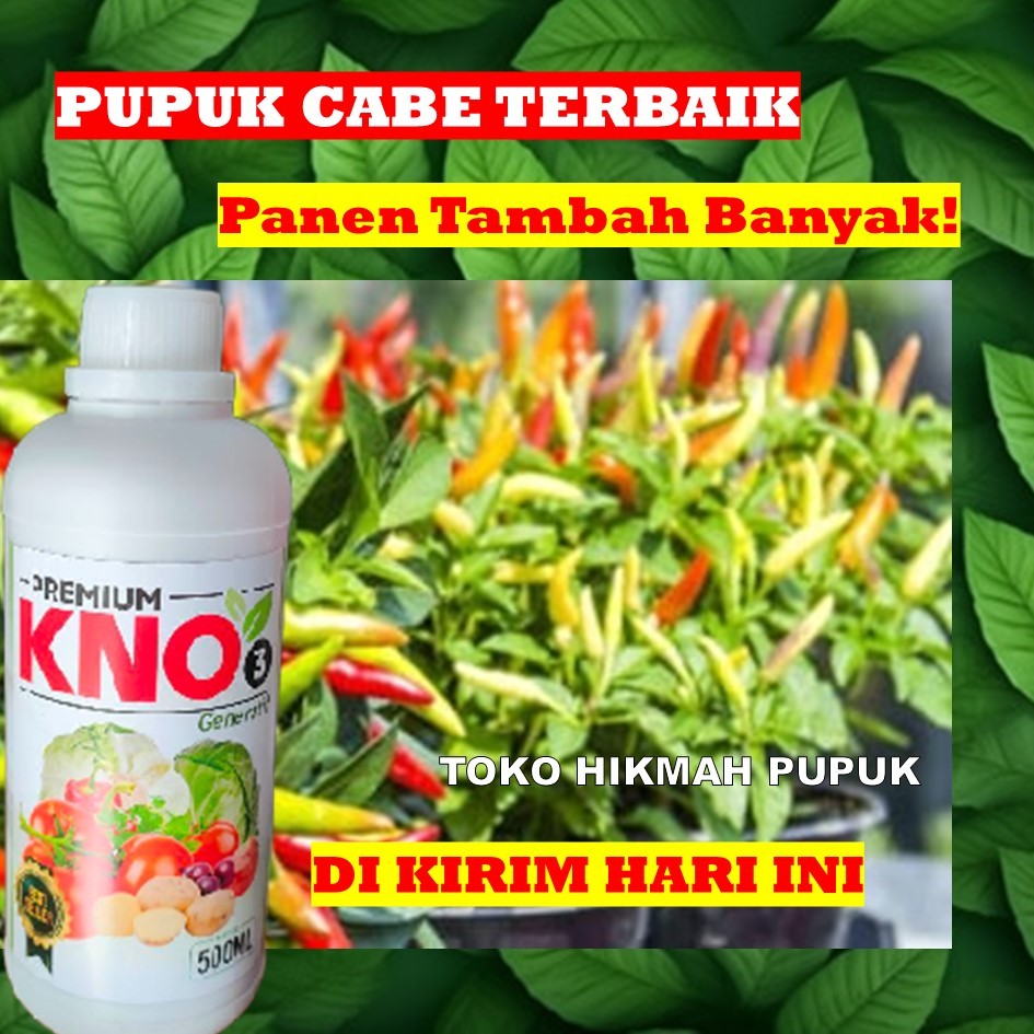 PUPUK KNO PERBANYAK BUAH CABE TERBAIK 500 ML - Pupuk Perangsang Buah Tambah Lebat dan Banyak - Pupuk