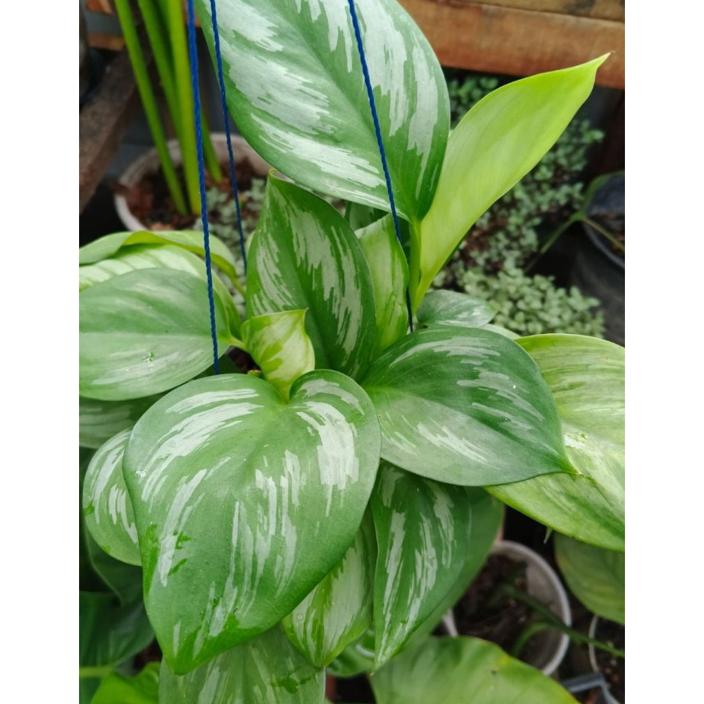 SCINDAPSUS SP SUMATRA /OFFICINALIS / TANAMAN HIAS