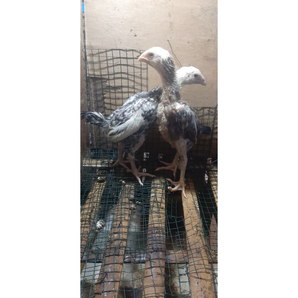 Ayam shamo eropa sepasang line Brian x frank ( 2 ekor )