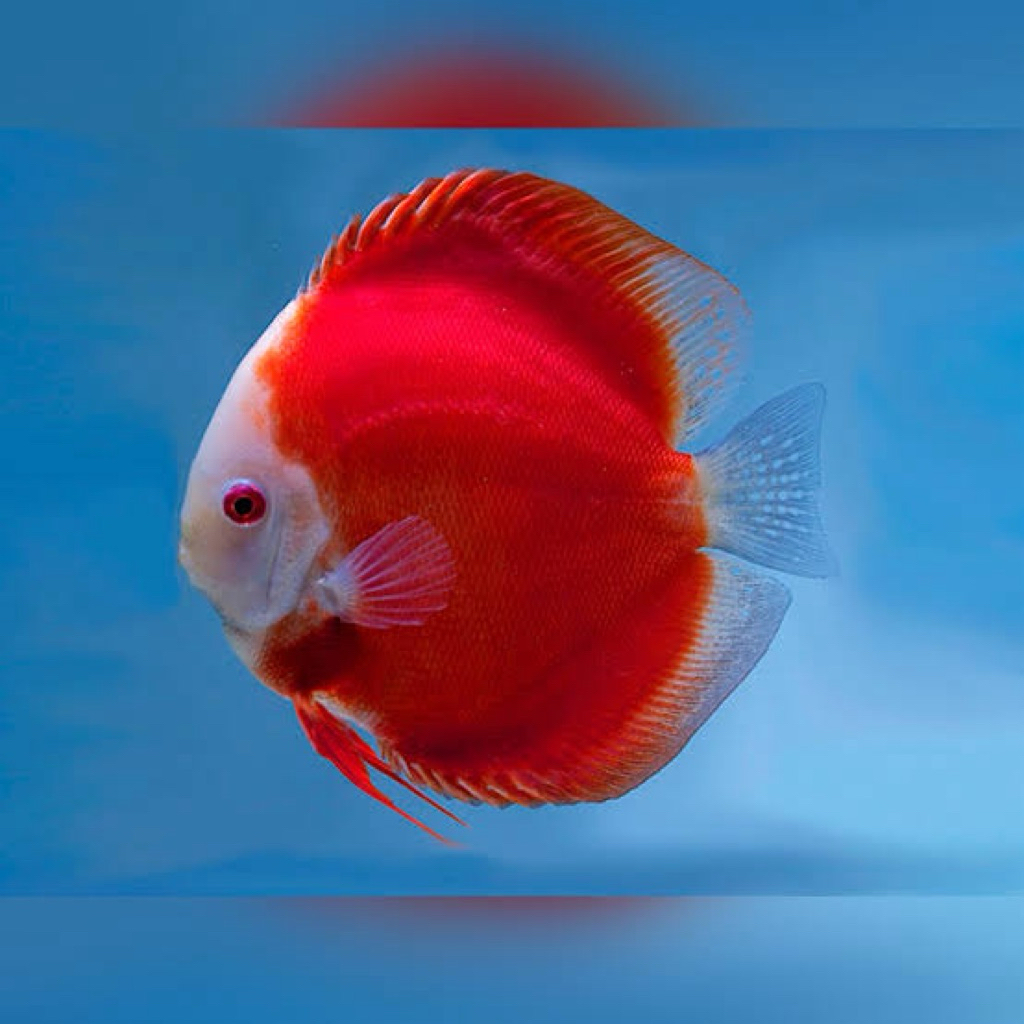 Discus Red Melon 3inch”