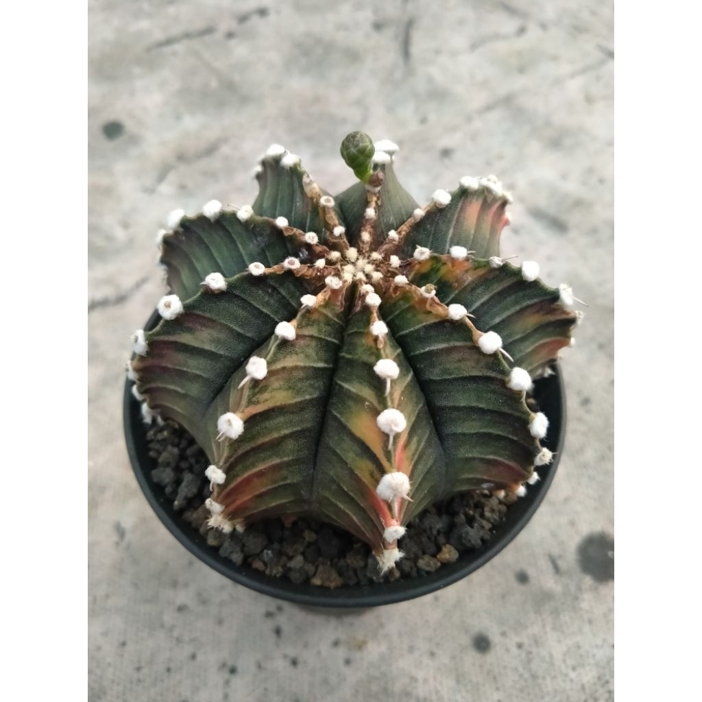 live sale LB hybrid var