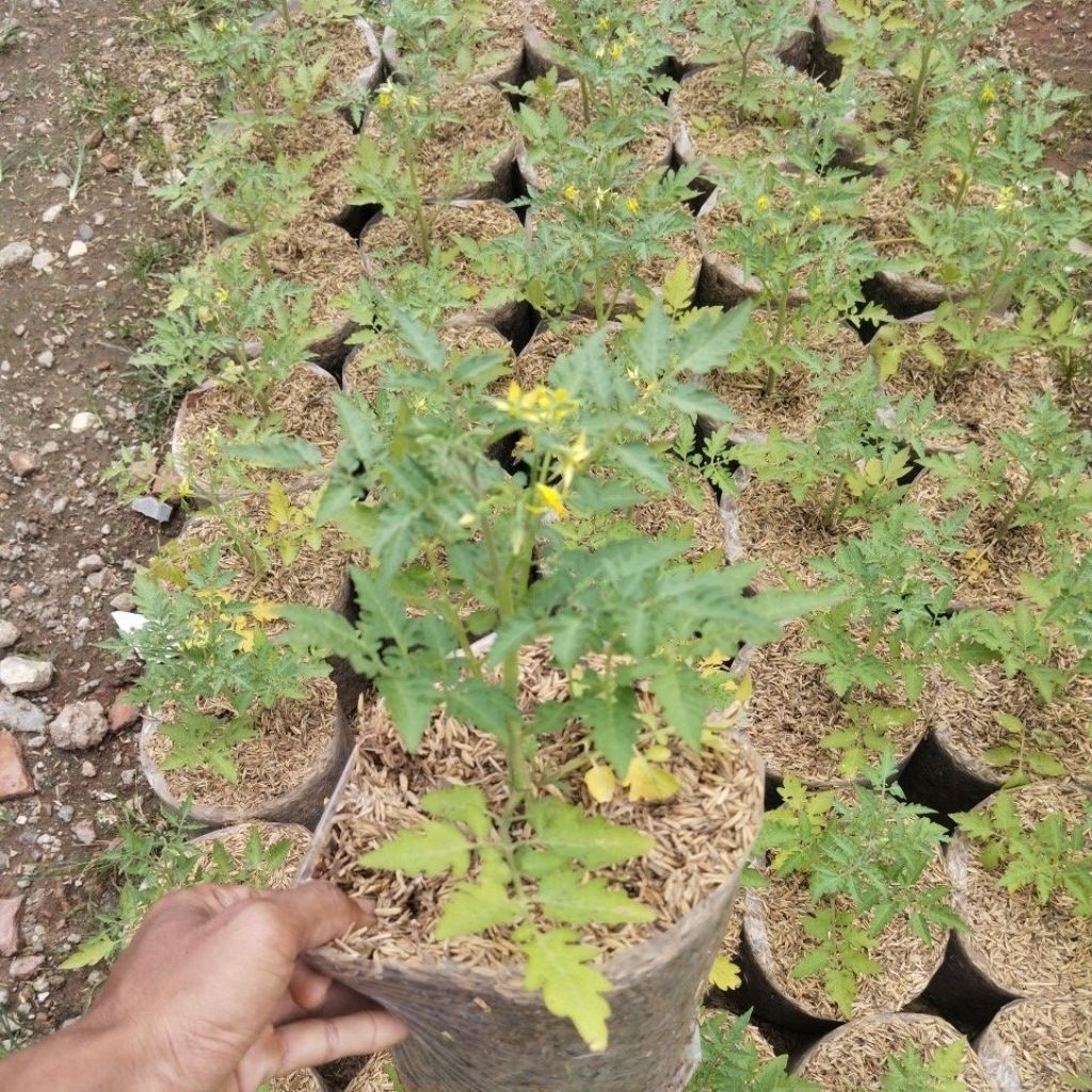 Tanamn tomat ceri bibit tomat ceri