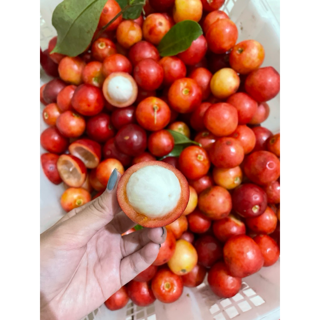 BUAH MUNDAR/ MANGGIS MERAH KALIMANTAN