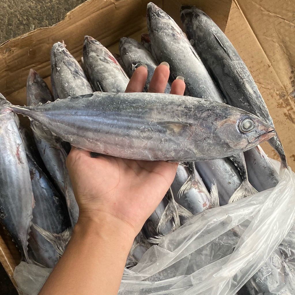 Ikan Cakalang Beku Kapal Kualitas Premium
