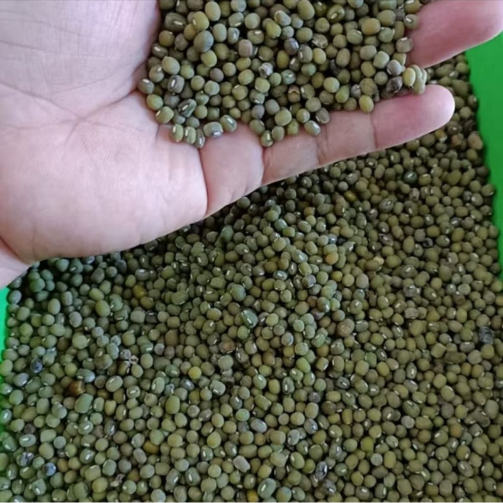 PROMO 1Kg Kacang Hijau Lokal Organik Diet Sehat