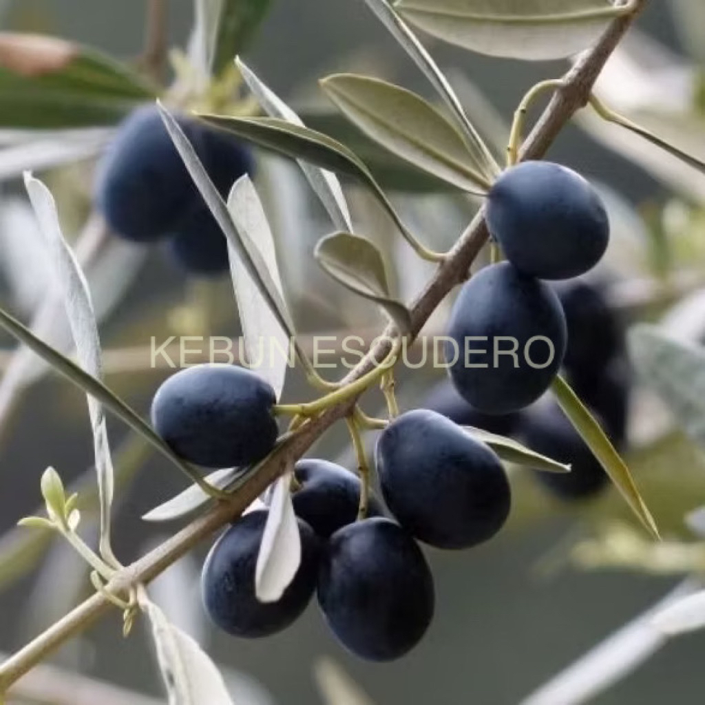 Zaitun - Tanaman Hias Zaitun - Tanaman Buah Zaitun - Tanaman Pohon Zaitun - Zaitun Olive - Tanaman Z