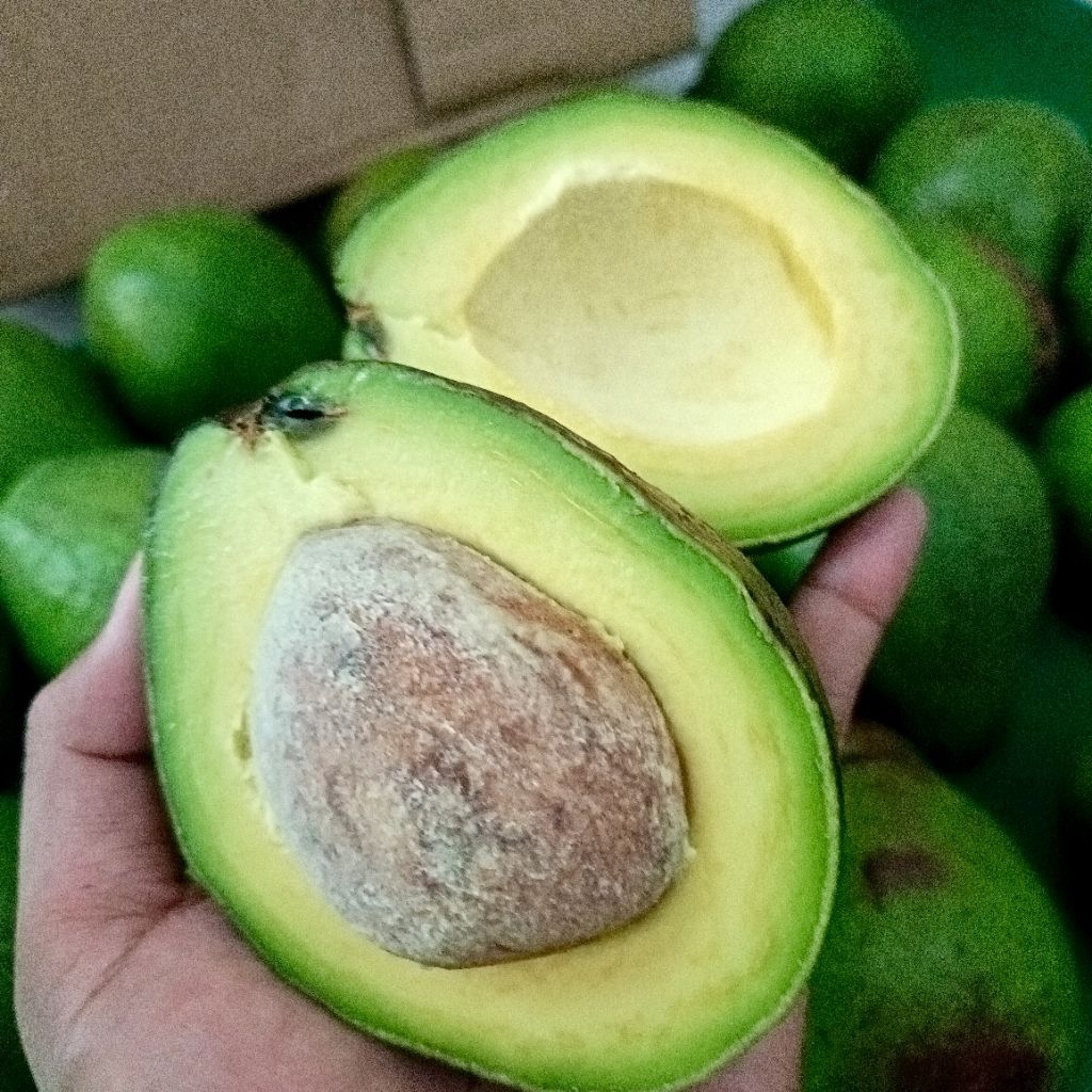 Alpukat Mentega Tua Pulen Fresh Grosir