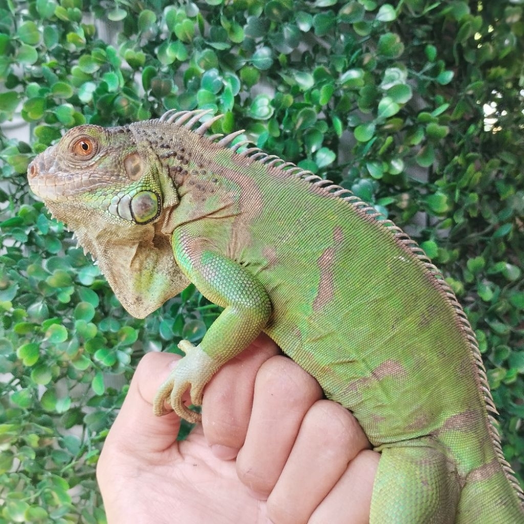 Iguana Green Jantan 70cm
