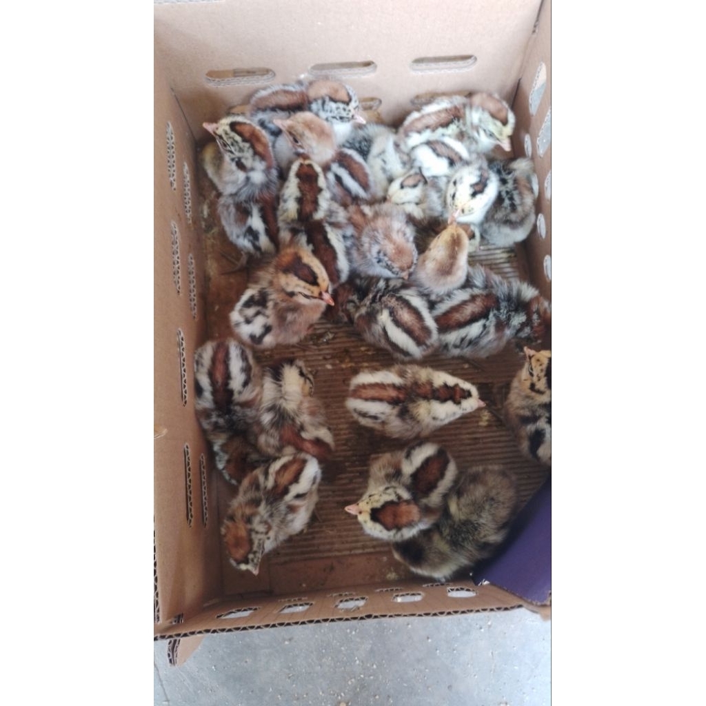 bibit ayam arab full betina minim order 1 box isi 102 free ongkir via kereta/bus