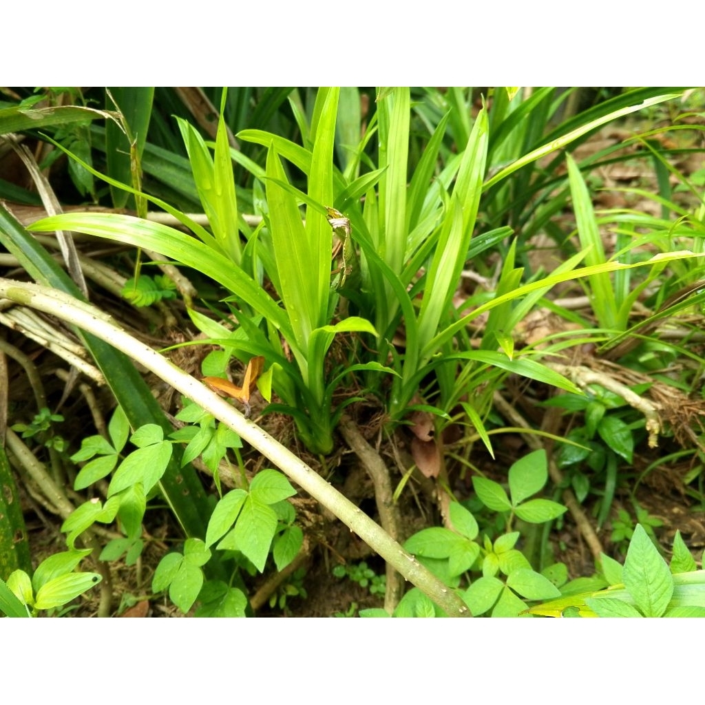 Bibit Daun Pandan Masakan daun pandan harum